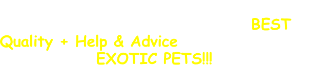 Our Menagerie is the place where we
honestly believe you'll find the BEST
Quality + Help & Advice in the keeping of
EXOTIC PETS!!!