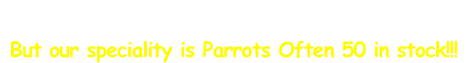 Finches, Macaws, Budgies, Parakeets and Conures 
or singing Canaries are all here!!
But our speciality is Parrots Often 50 in stock!!!